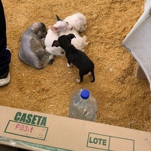 Meet your Posher, Terell